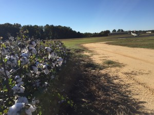 Airport Cotton Field, Dillon